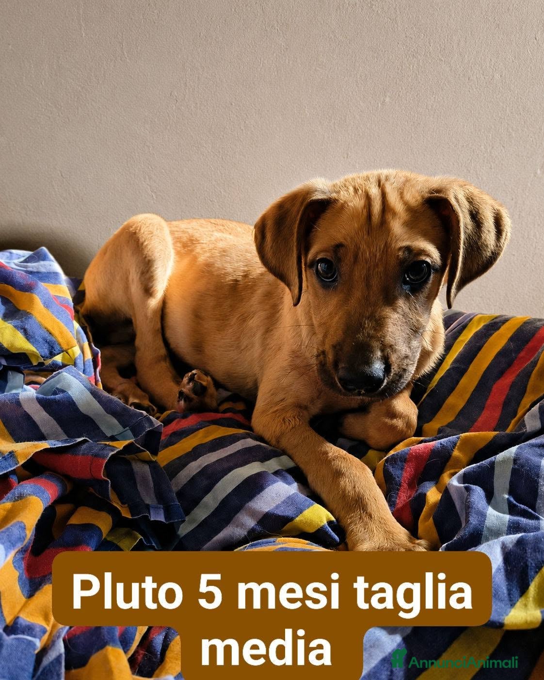 Meticcio cani Pluto - Annuncio 4