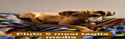 Meticcio cani in regalo: Pluto - Annuncio 1