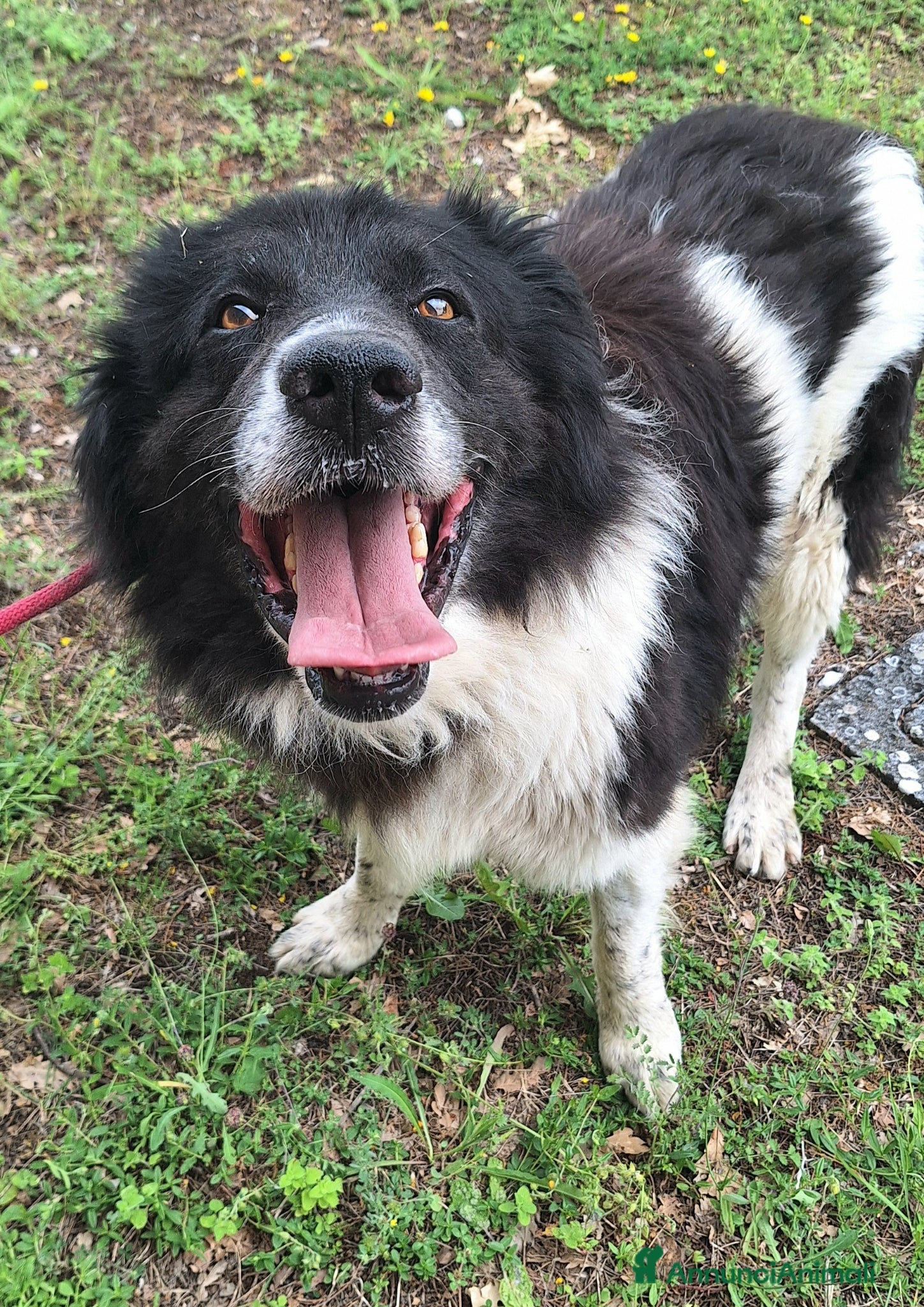 Meticcio cani Cosmo 3 anni Taglia grande - Annuncio 6