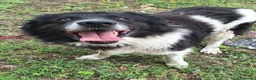 Meticcio cani in regalo: Cosmo 3 anni Taglia grande - Annuncio 1