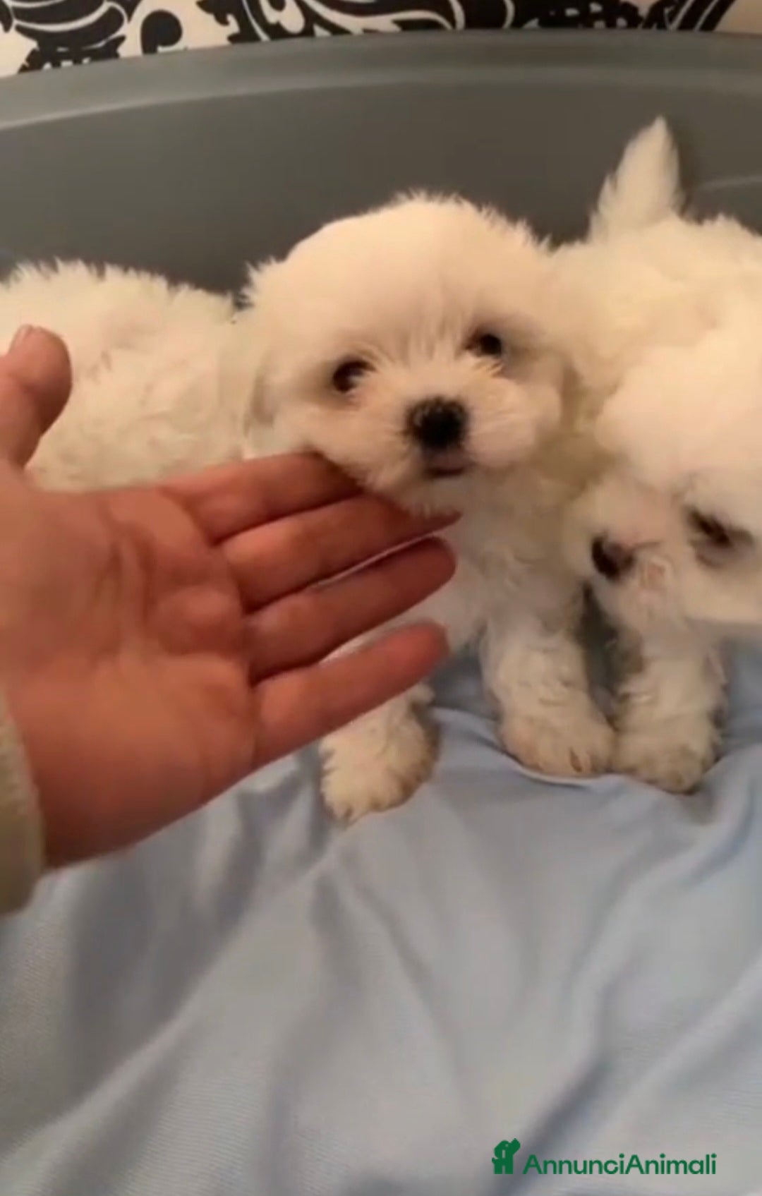 Maltese cani Maltese mini toy - Annuncio 1