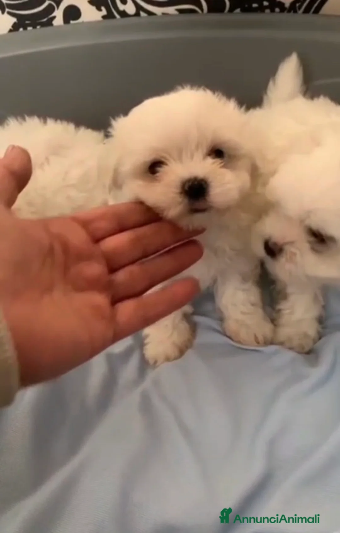 Maltese cani in vendita: Maltese mini toy - Annuncio 1