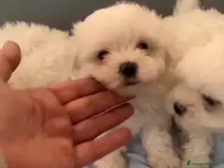 Maltese cani Maltese mini toy - Annuncio 7