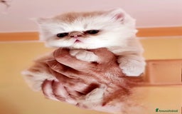 Persiano gatti in vendita: Splendidi cuccioli di gatto Persiano e Shorthair a Città Metropolitana di Cagliari - Immagine 6