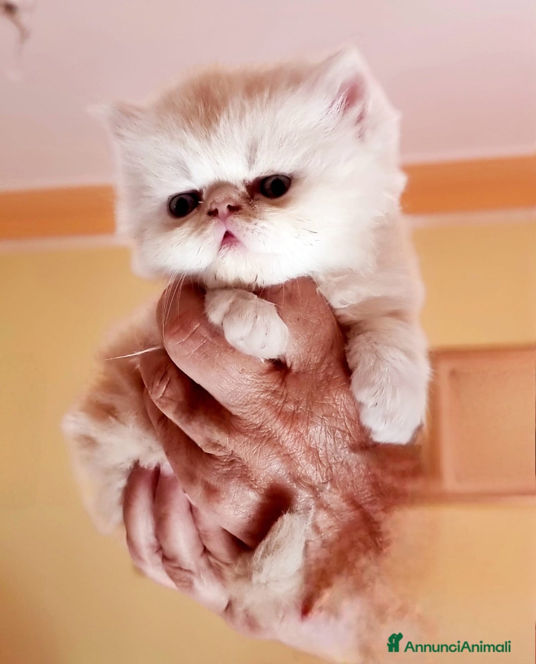 Persiano gatti in vendita: Splendidi cuccioli di gatto Persiano e Shorthair a Città Metropolitana di Cagliari - Immagine 6