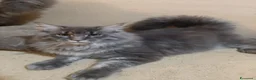 Maine Coon gatti in vendita: Meravigliose cucciole di Maine Coon linea russa  - Annuncio 3