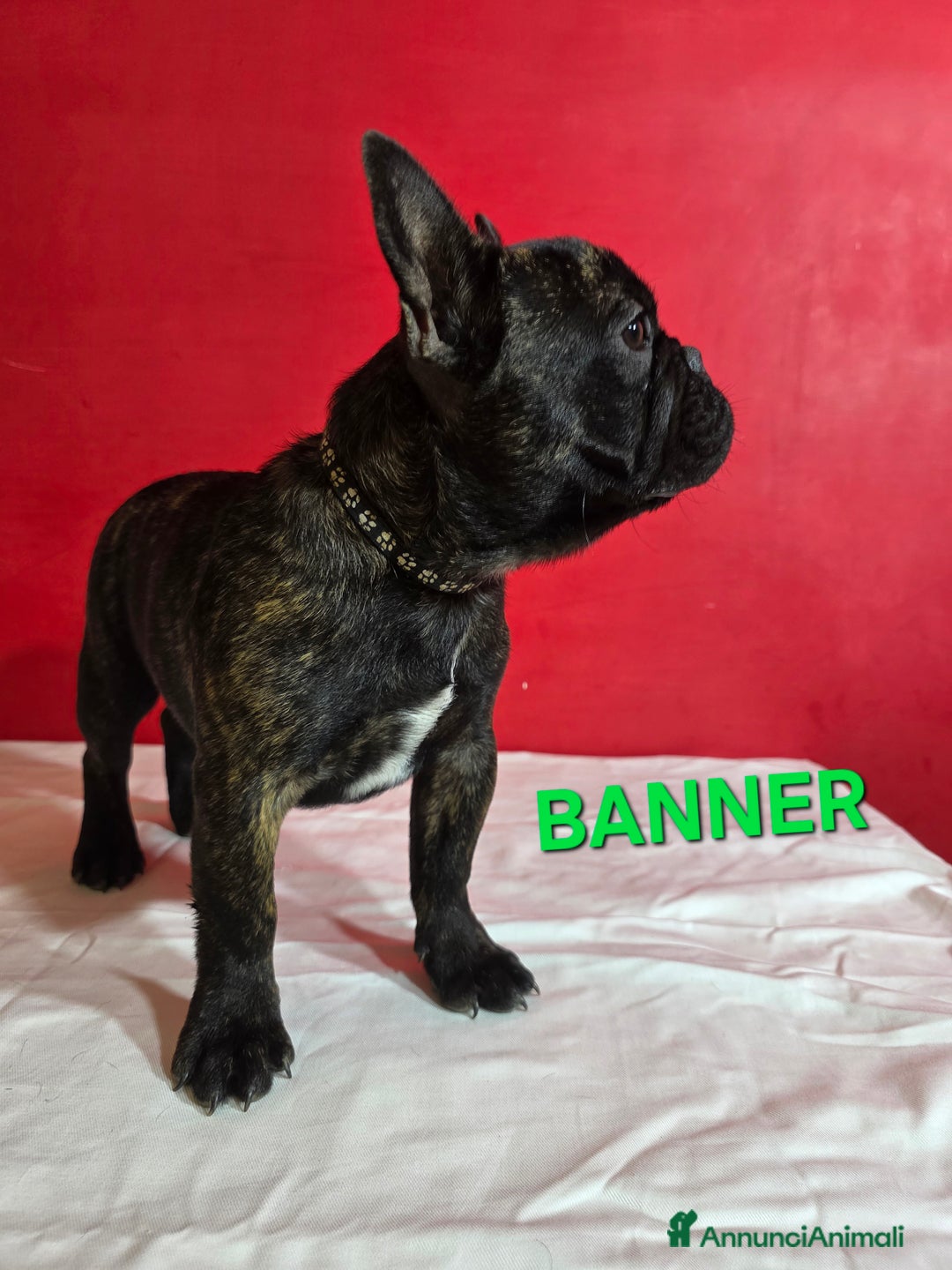 Bulldog Francese cani in vendita: Cuccioli Bulldog Francese  - Annuncio 5