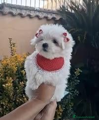 Maltese cani maltese mini toy coreano - Annuncio 1