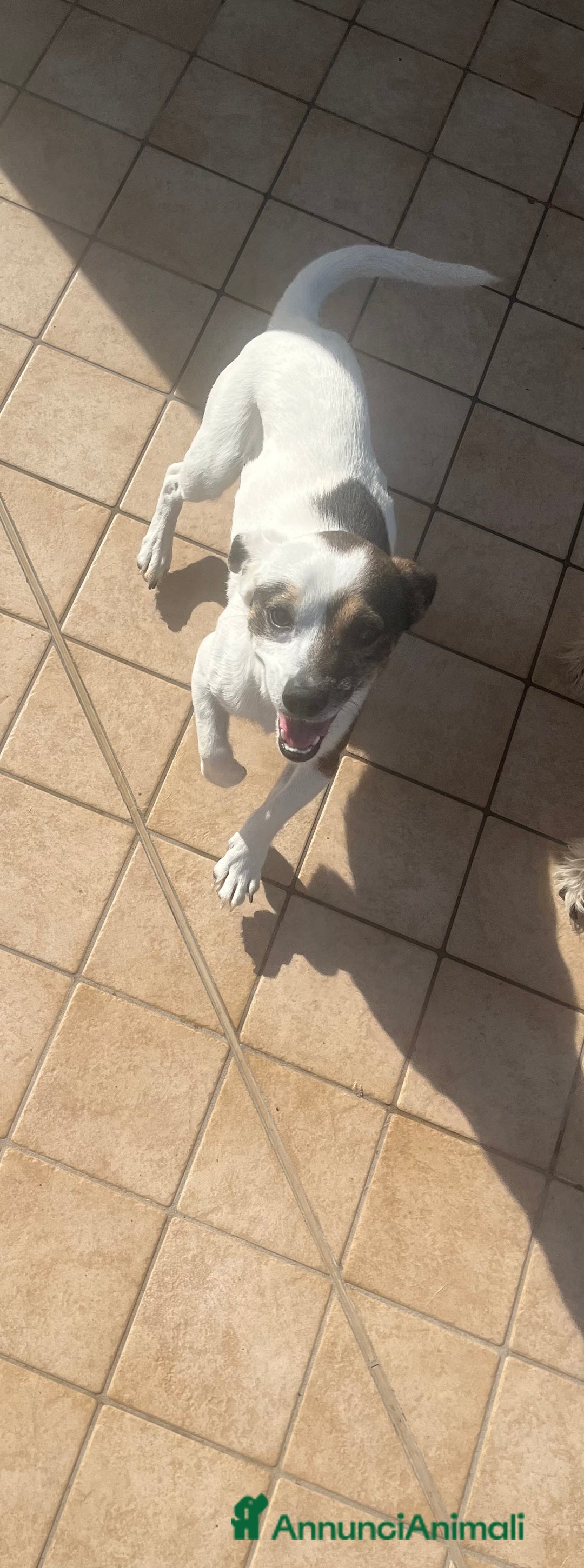 Meticcio cani in regalo: Simil jack Russel taglia piccola - Annuncio 2