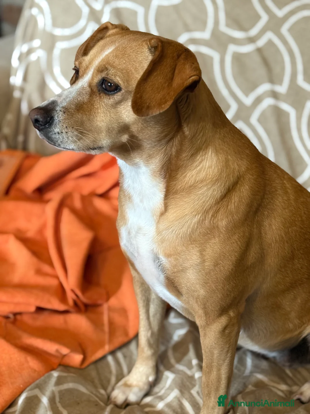 Immagine della galleria {{count}}