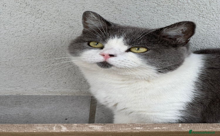 Scottish gatti - Annuncio 1