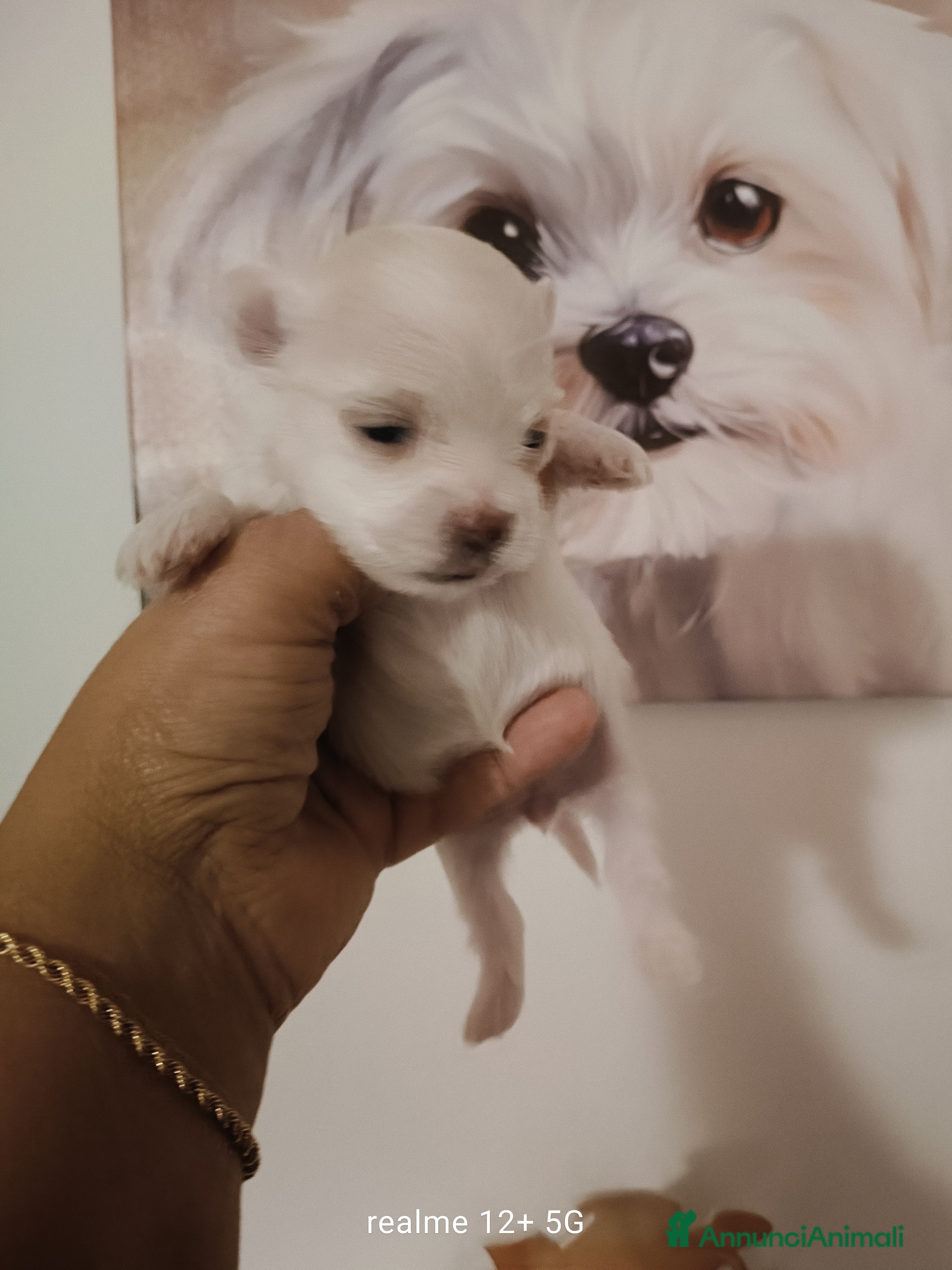 Maltese cani Maltese - Annuncio 1