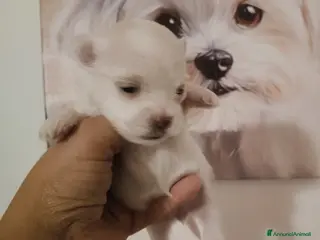 Maltese cani Maltese - Annuncio 1