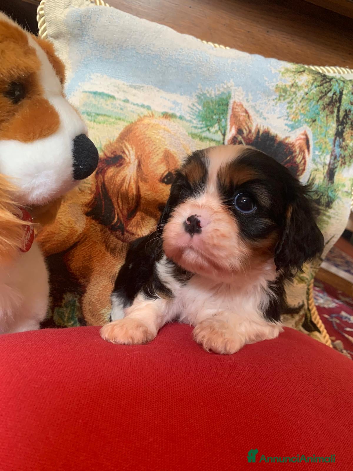Cavalier King cani Cuccioli di Cavalier King Charles Spaniel - Annuncio 1