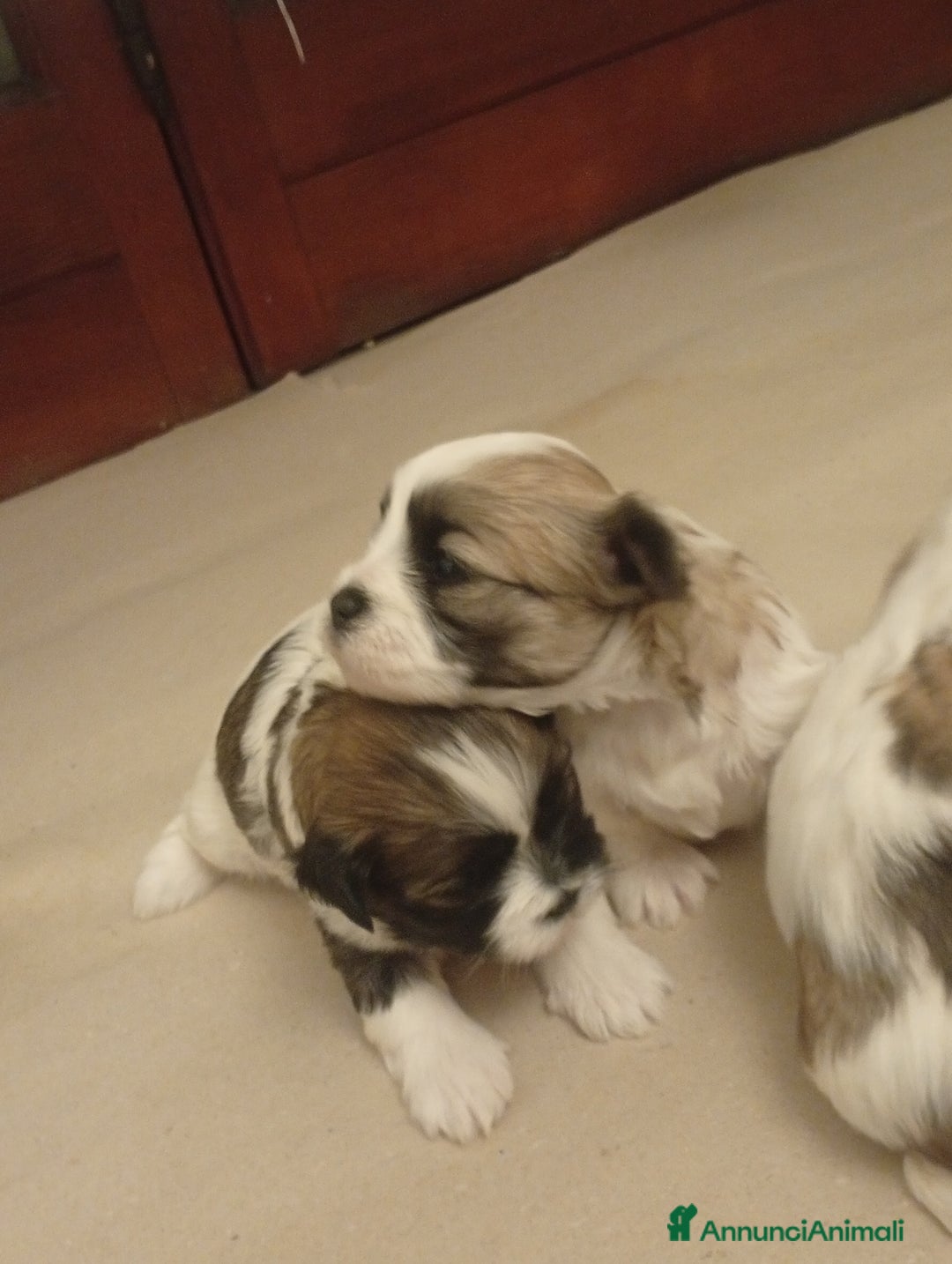 Shih Tzu cani in vendita: Cucciolata di Shitzu  - Annuncio 3