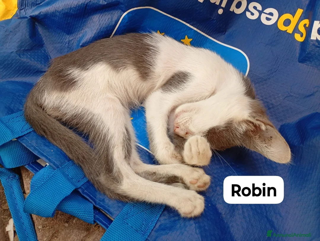 Meticcio gatti in regalo: Gattini di 2 mesi a Città metropolitana di Milano - Annuncio 2