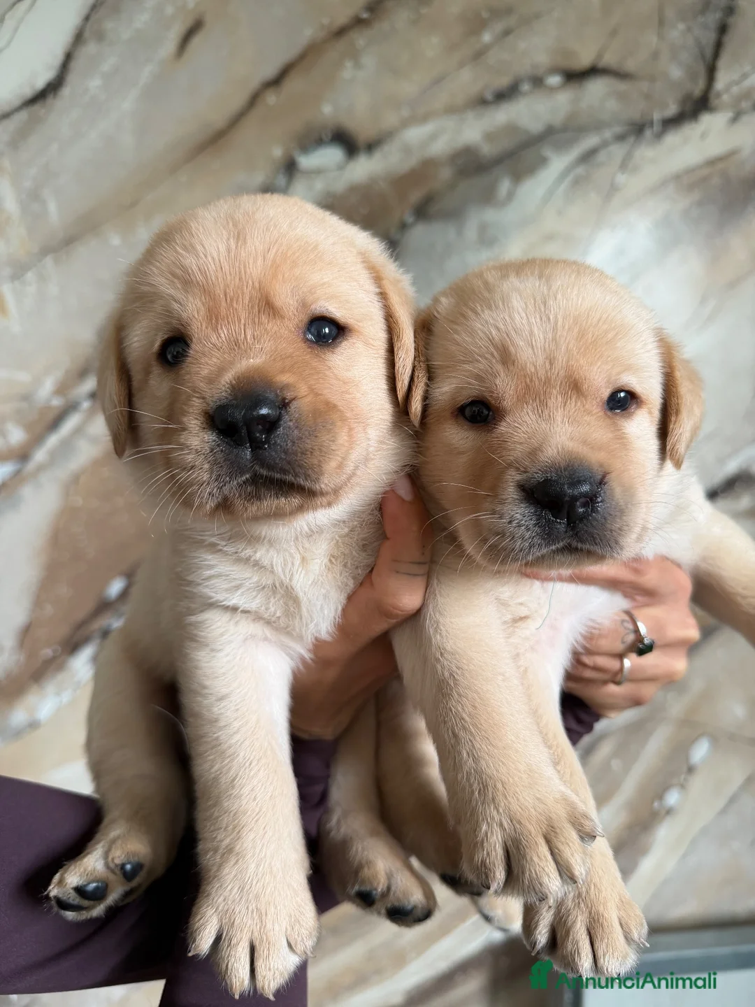 Labrador cani in vendita: Cuccioli di Labrador Retriever Allevamento profess - Annuncio 2