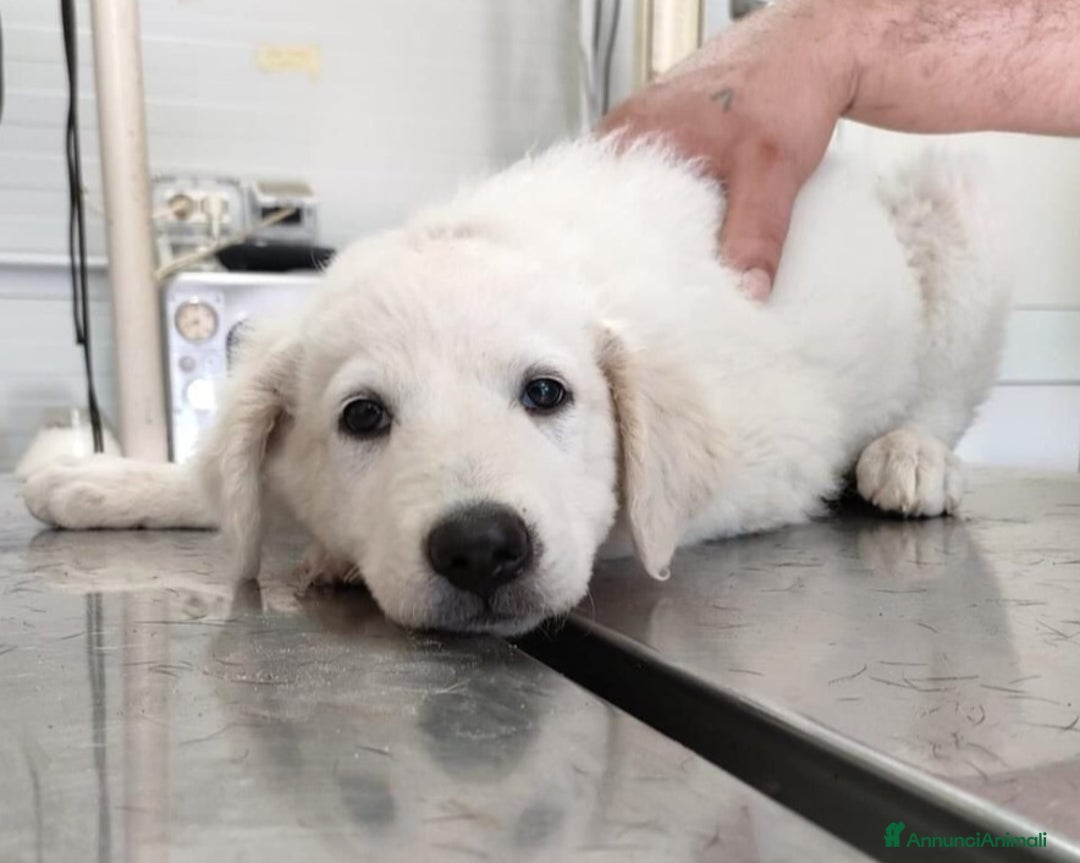 Pastore Maremmano cani in regalo: Splendide maremmanine! a Roma - Annuncio 1