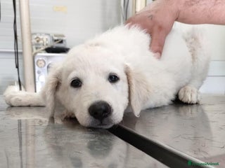 Pastore Maremmano cani Splendide maremmanine! a Roma - Annuncio 25