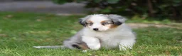 Miniature American Shepherd cani in vendita: MINIATURE AMERICAN SHEPHERD - Annuncio 29