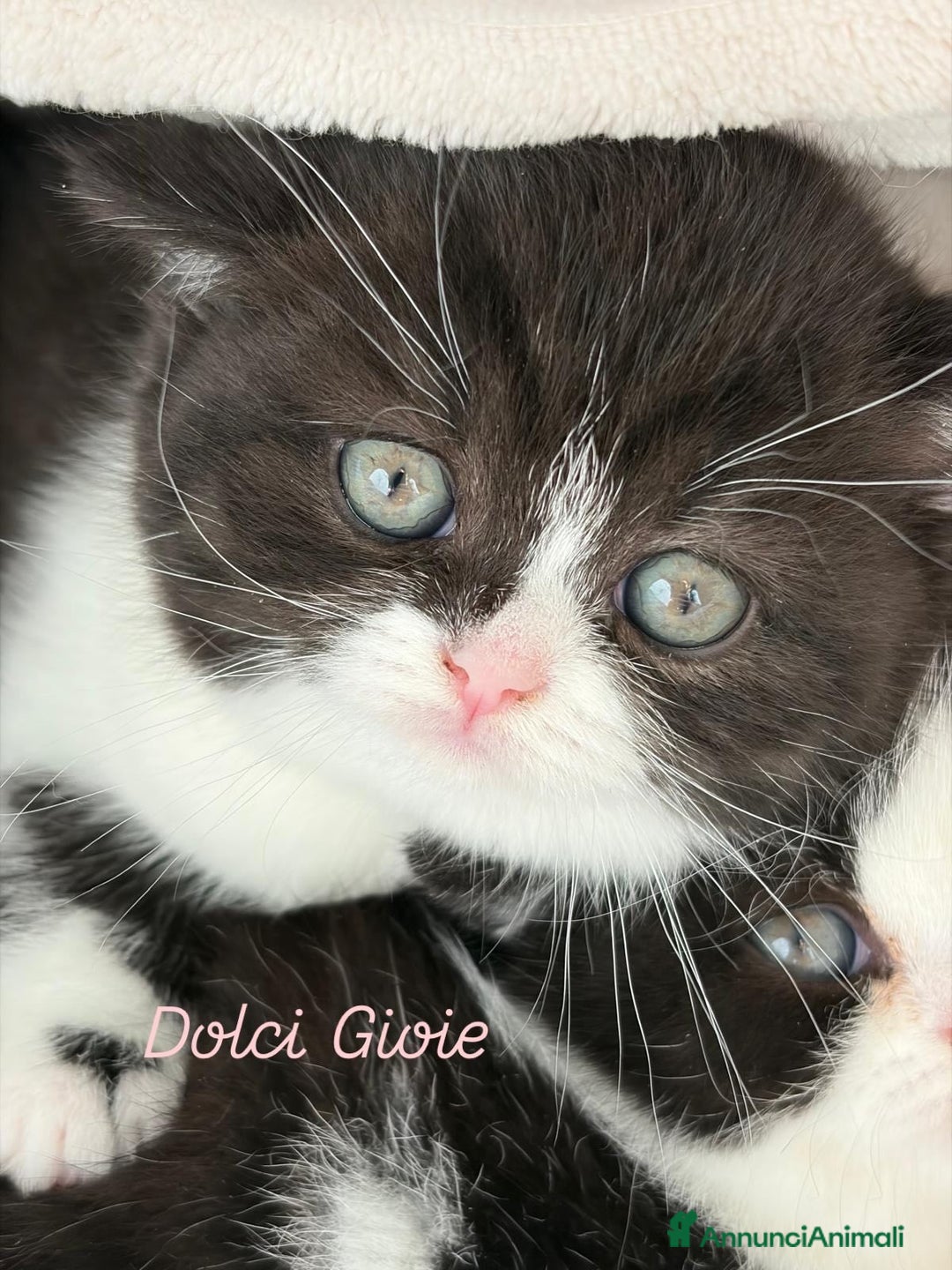 British gatti in vendita: British Shorthair bicolor black - Annuncio 3