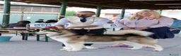 Alaskan Malamute cani in vendita: cucciolata di Alaskan Malamute - Annuncio 17