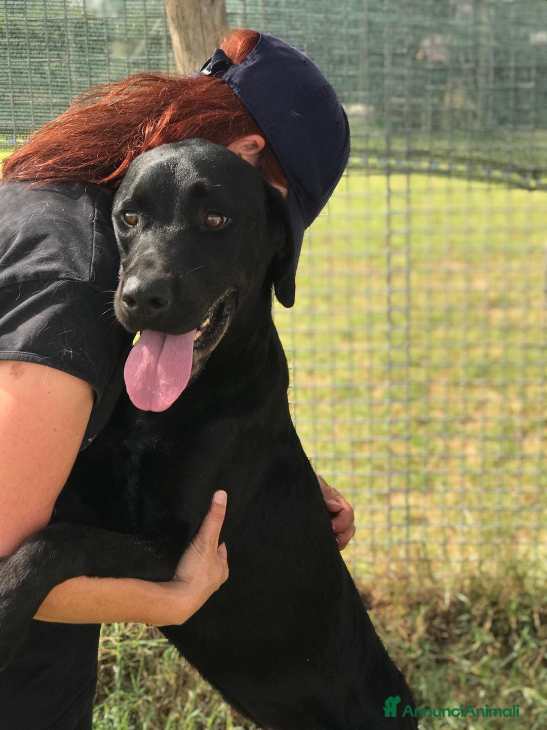 Meticcio cani in regalo:  BLOCK derivato mastino dalle sette bellezze a Provincia di Latina - Annuncio 6