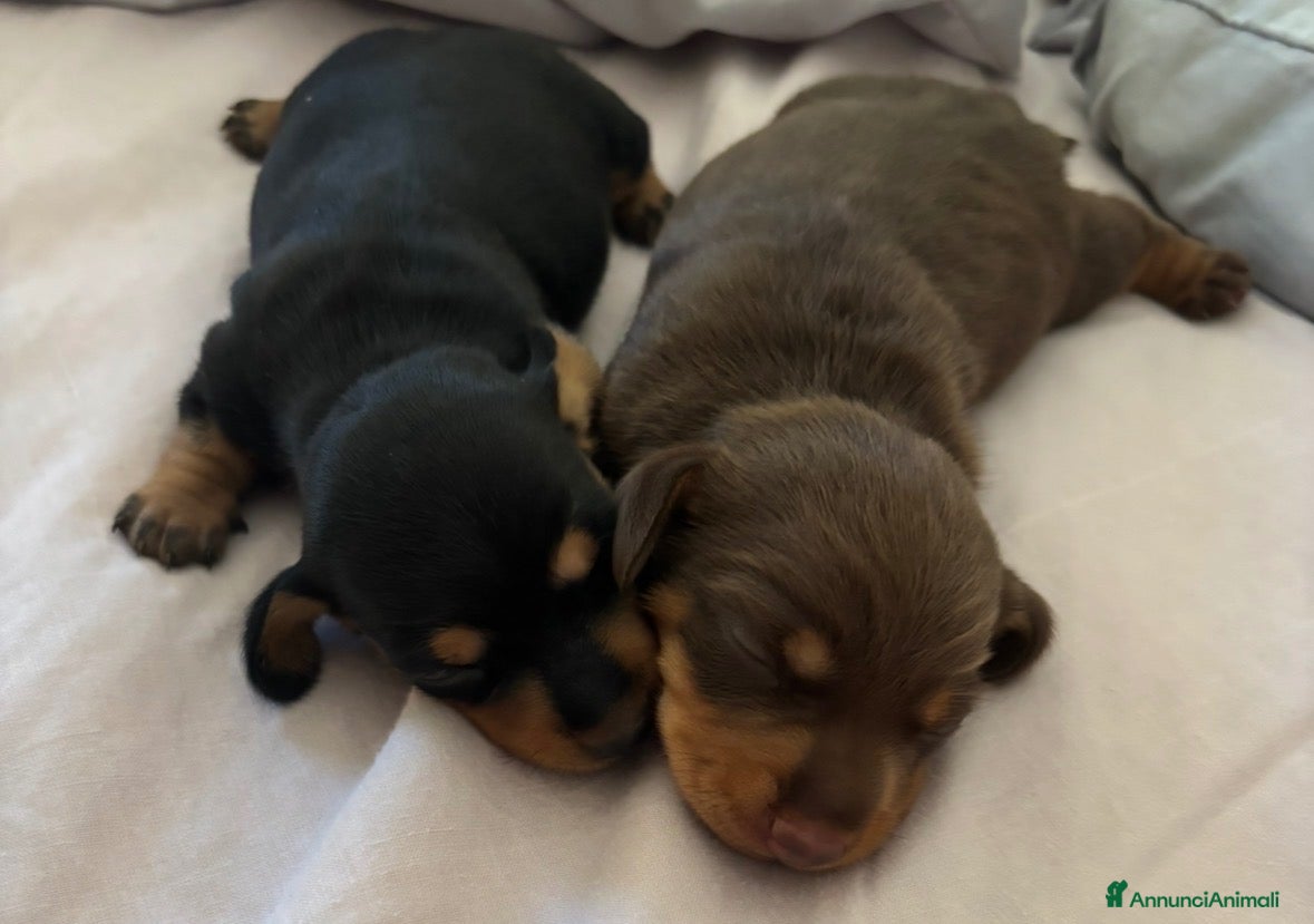 Bassotto Nano cani Bassotto nano - Annuncio 1