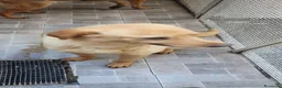 Labrador cani in regalo: Billy, labrador in canile - Annuncio 4