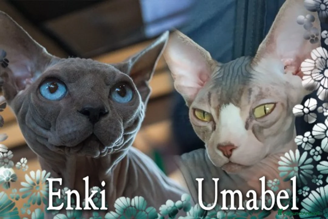Sphynx gatti in vendita: Cuccioli Sphynx - Annuncio 2