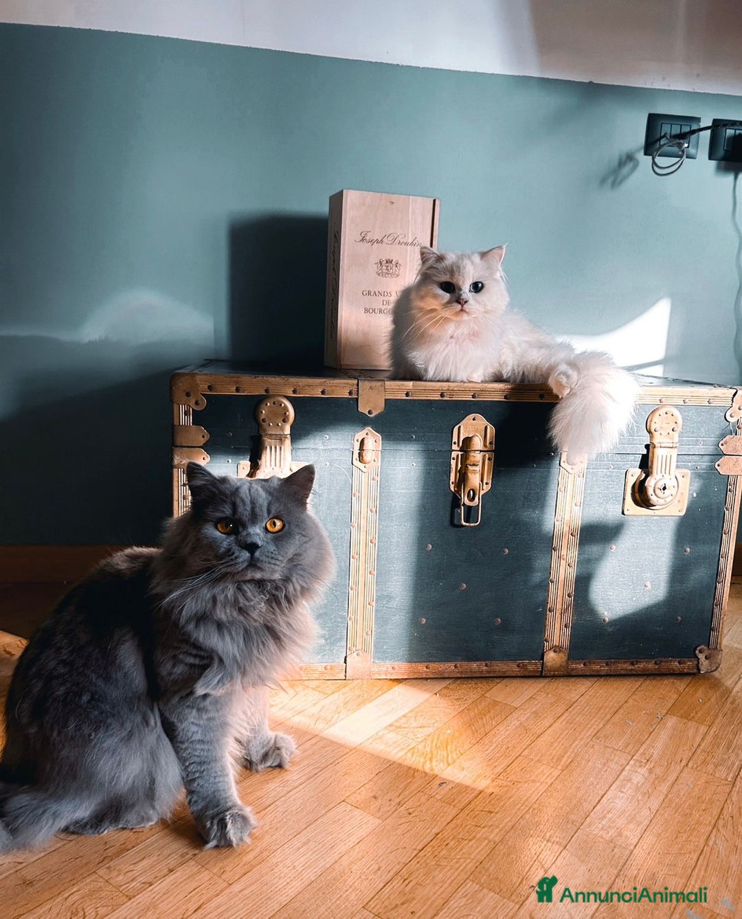 British gatti in vendita: British Longhair Silver - Annuncio 3