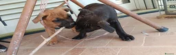 Staffordshire cani in vendita: Cuccioli di Staffordshire Bull Terrier disponibili - Annuncio 5