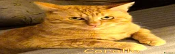 Europeo gatti in regalo: APPELLO URGENTE  PER RUGIADA E CORALLO - Annuncio 2