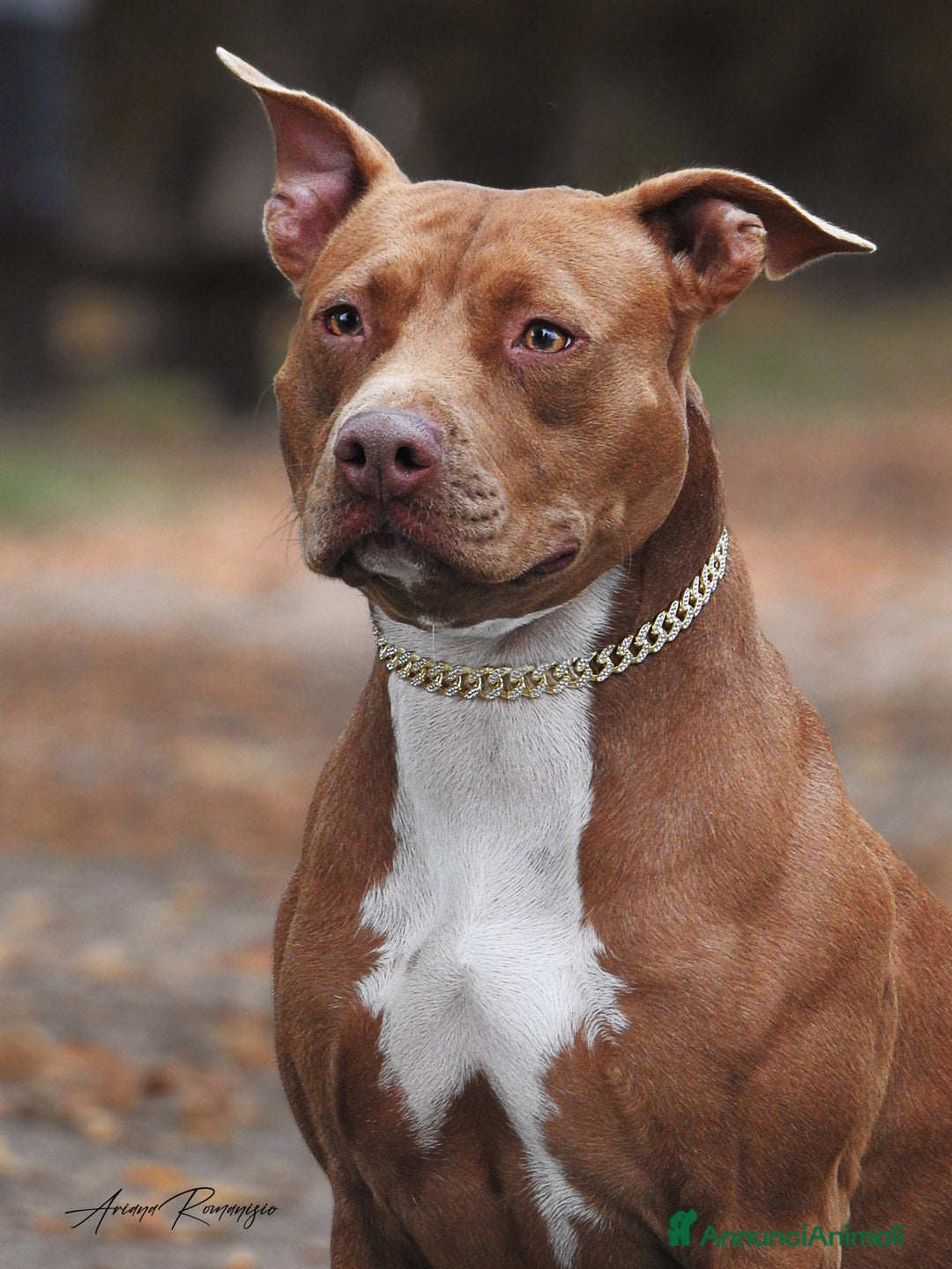 Pitbull cani in vendita: Cuccioli american Pitbull terrier  - Annuncio 12