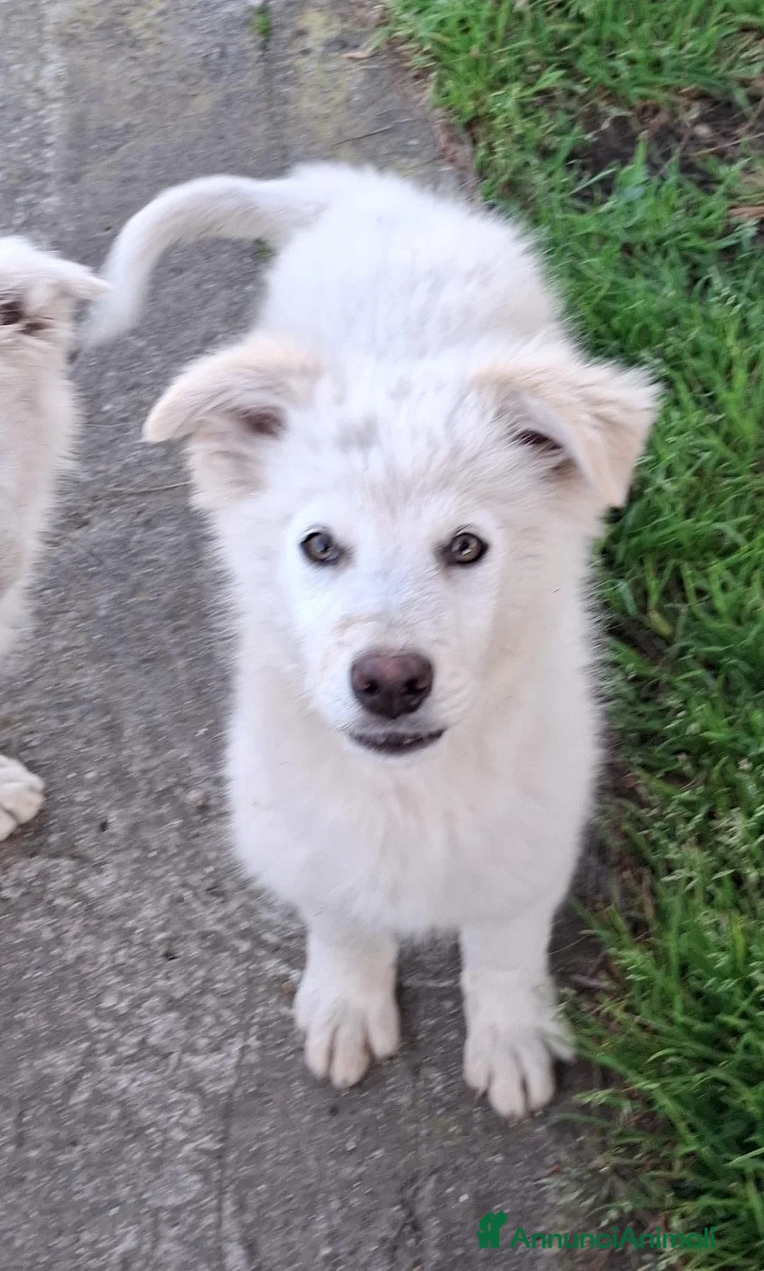 Meticcio cani in regalo: GAIA 💙 - cucciola dolcissima.Non lasciarla sola🥺 a Provincia di Verona - Annuncio 2
