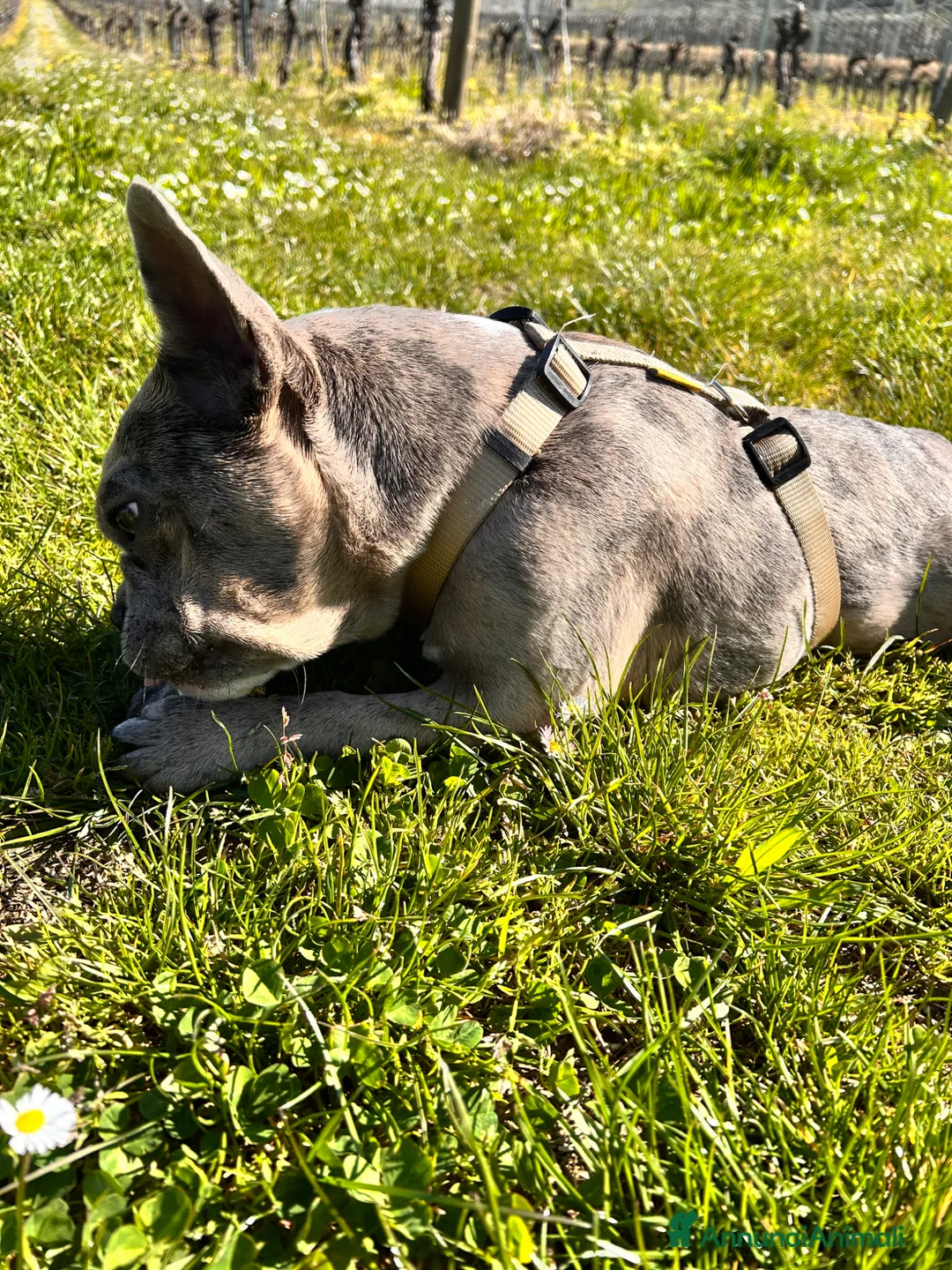 Bulldog Francese cani in vendita: Bulldog francese femmina a Provincia di Verona - Annuncio 2