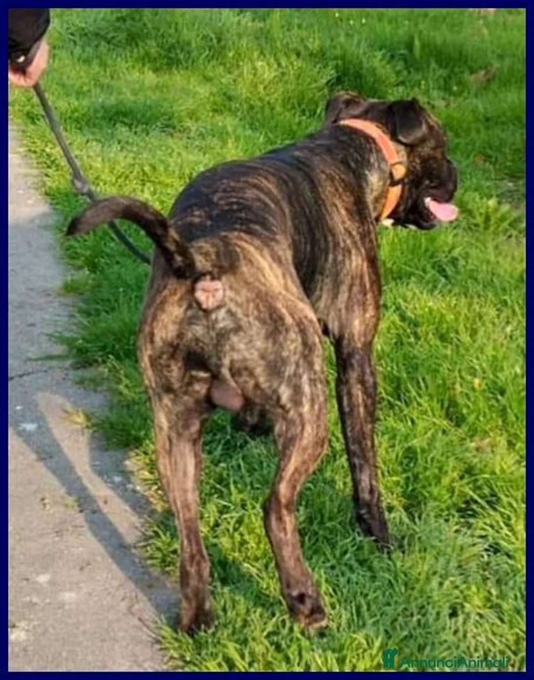 Meticcio cani in regalo: TYSON giovane mix pit a Città metropolitana di Milano - Annuncio 2