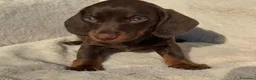 Bassotto cani in vendita: Bassotti cuccioli  - Annuncio 4