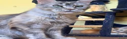 Maine Coon gatti in vendita: MAINE COON MASCHIO XL rosso/bianco pedigree  - Annuncio 2