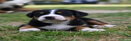 Grande Bovaro Svizzero cani in vendita: 🐾 Cuccioli di Grande Bovaro Svizzero disponibili! - Annuncio 5