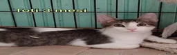 Altre razze gatti in regalo: GATTINI ABBANDONATI: URGENTE  a Città Metropolitana di Torino - Annuncio 8