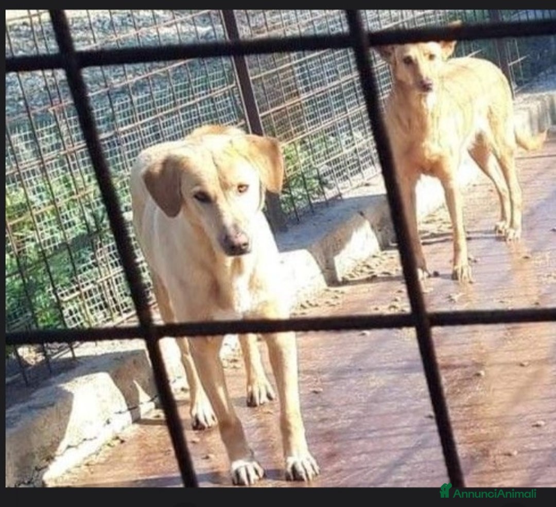 Meticcio cani in regalo: 6/7anni portato in canile 6anni fa dai padroni.SUD a Città metropolitana di Milano - Annuncio 2