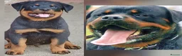 Rottweiler cani in vendita: Disponibili cuccioli Rottweiler  - Annuncio 6