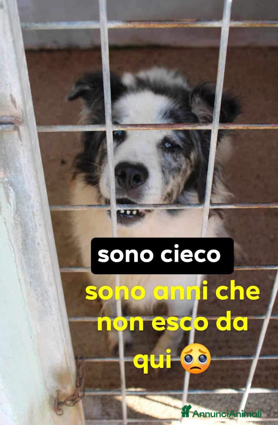 Meticcio cani in regalo: Randy ANZIANO E CIECO IN 1PESSIMO CANILE! SUD SOS  a Città Metropolitana di Milano - Annuncio 1