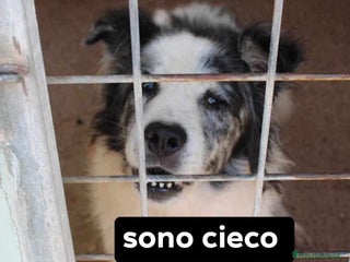 Meticcio cani Randy ANZIANO E CIECO IN 1PESSIMO CANILE! SUD SOS a Città Metropolitana di Milano - Annuncio 14
