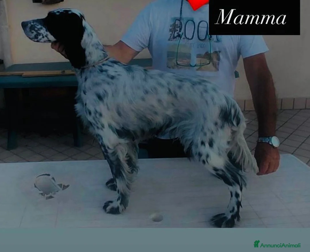 Setter Inglese cani in vendita: Cedo alcuni cuccioli Setter Inglese - Annuncio 2
