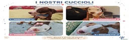 Pitbull cani in vendita: Cuccioli tipo Amstaff Pitbull  a Città metropolitana di Roma Capitale - Annuncio 3