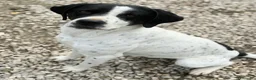 Meticcio cani in regalo: Micky 1 anno taglia media  - Annuncio 3