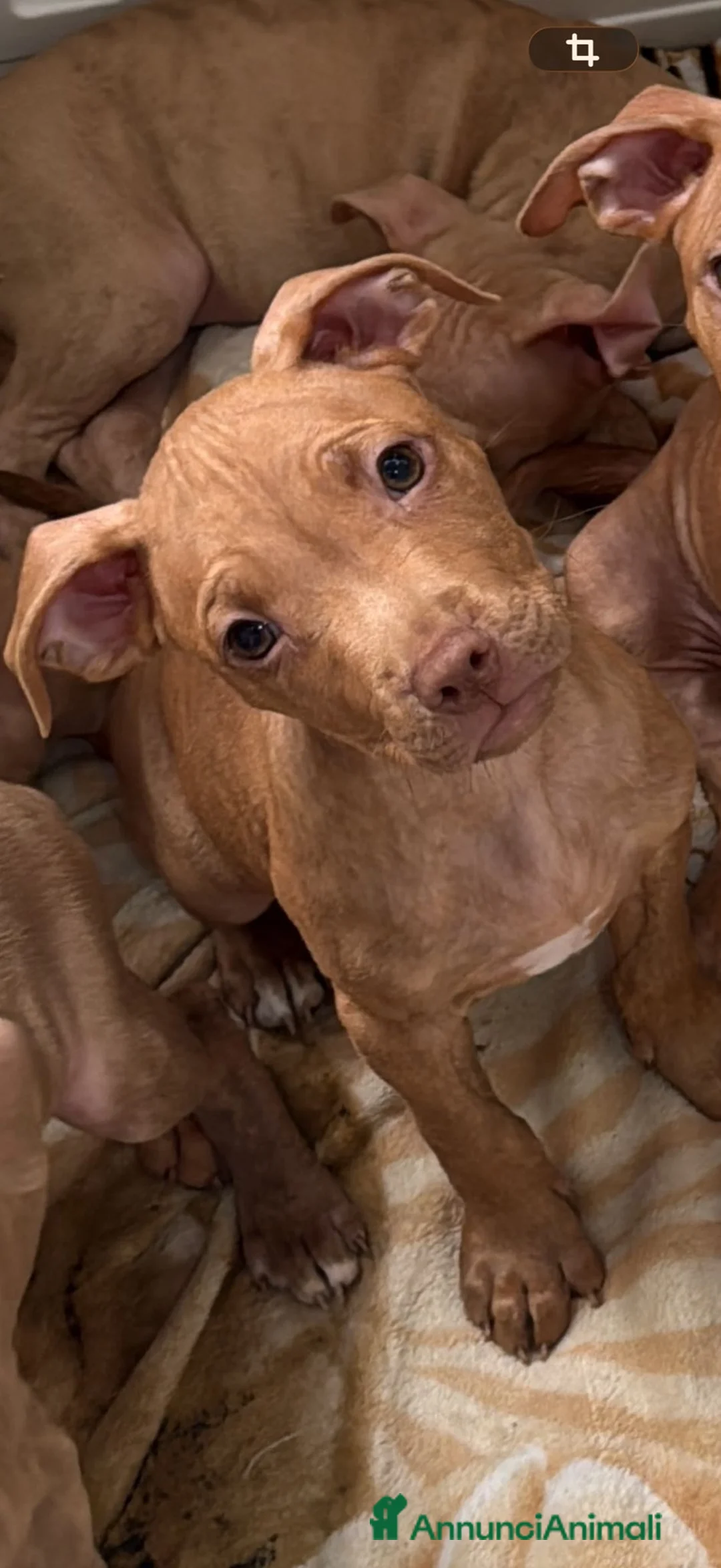 Pitbull cani in vendita: Pit Bull Red nose (4 maschi) - Annuncio 5