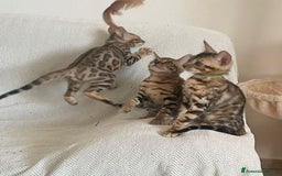 Bengala gatti in vendita: Ultimi tra maschietti di gatto bengala disponibili a Provincia di Sassari - Immagine 7